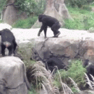 Chimp tosses raccoon