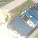 Cat falls on winshield