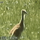 Bird scares off bear