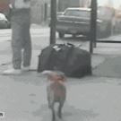 Dog steals money from wallet