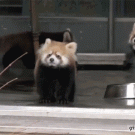 Man scares red panda
