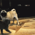 Kitten crawls away from dog