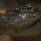 Winking croc