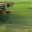 Bird hitches ride on truck