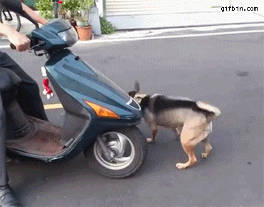 1384192379_dog_climbs_on_scooter.gif