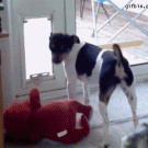 Dog gets stuffed toy through flap door