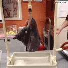 Smoker vs. non smoker lungs