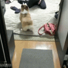 Corgi twerking