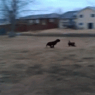 Dog hits tree while running