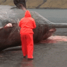 Exploding sperm whale