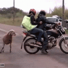 Goat attacks motorcycle