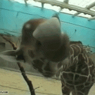 Giraffe tongue close-up