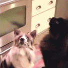 Cat and dog popcorn trick