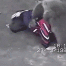 Kid wrestles bear cub