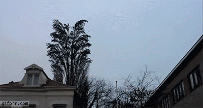 1416487196_group_of_birds_simultaneously_flying_off_a_tree.gif