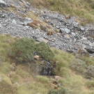 New Zealand bull tahr hunting