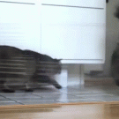 Trolling cat with laser pointer and saran wrap