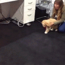 Dog shrinking machine