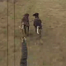 Sudden deer accident