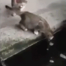 Fish catches cat