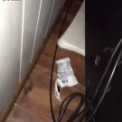 Cat helps with cable work