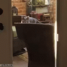Cat trying to get inside