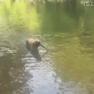 Dog does impressive stick trick