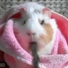 Guinea pig om nom nom