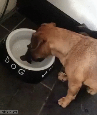 dog-confused-about-bone-in-water-bowl.gi