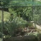 Dogs chase away bear