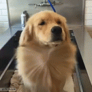 Drying a Golden Retriever
