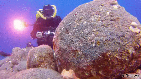 http://www.gifbin.com/bin/112017/octopus-vs-scuba-diver-with-camera.gif