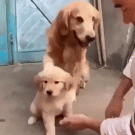 Friendly Golden retriever protects puppy