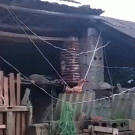 Chicken on a swing