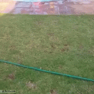 German Shepherd puppy relaxes in the pool