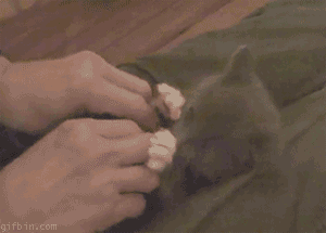 1259928856_surprised_kitten.gif