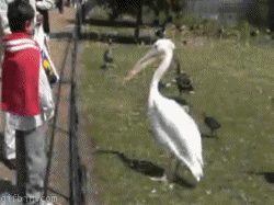 Pelican swallows live pigeon