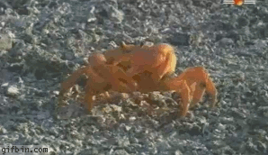 1260445219_crab-leaves-his-arm.gif