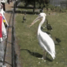 Pelican swallows live pigeon