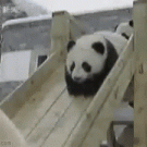 Pandas on a slide
