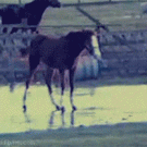 Horse dance on ice