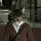 Cat fight