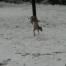 Dog walking on front legs