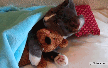 cat hugging teddy
