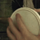 Sugar gliders in a box