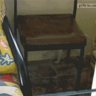 Dog climbs on chair