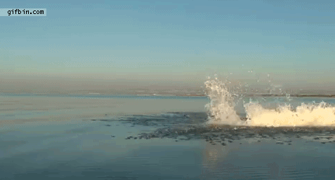 1323369312_flyboard__the_human_dolphin.gif