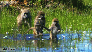 1325608762_monkeys_crossing_the_water.gi