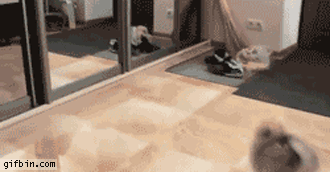 1339781295_puppy_runs_into_mirror.gif