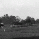 German Shepherd's amazing jump
